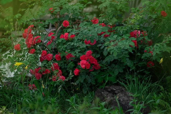 Rosas Coloridas Vermelhas Plena Floração Beleza Rosas Flores — Fotografia de Stock