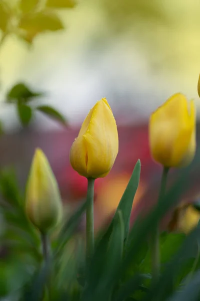 Beautiful yellow tulips. Yellow tulip field. Yellow tulip over green background