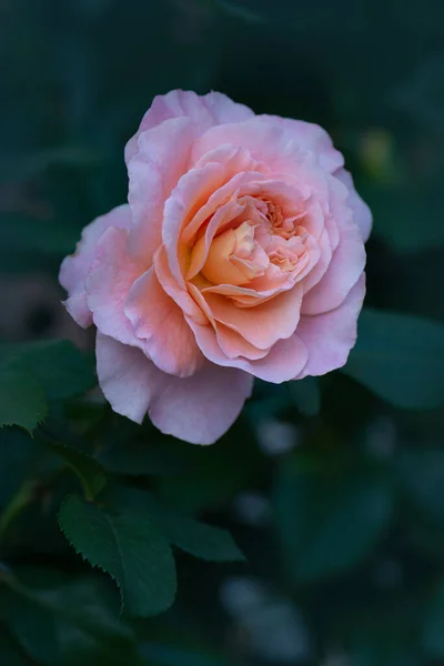 美しいオレンジのバラ 波打つ縁を持つ花の花弁 — ストック写真