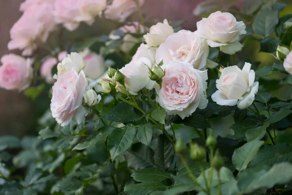 Pink White Roses Eden Roze Bloom Tropical Garden — Stock Photo, Image