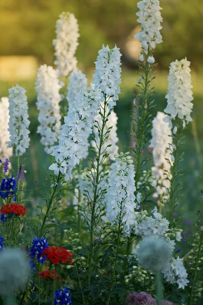 Biokert Delfinium Virágokkal Virágzás Ősszel Vagy Nyári Kertben Delphinium Virág — Stock Fotó