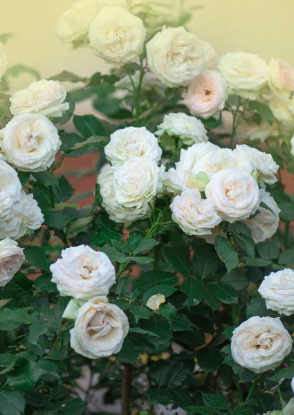 Hermosa Rosa Rosa Jardín Hermoso Jardín Rosas Primavera Rosa Delicada — Foto de Stock