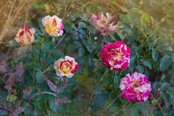 Ροζ Και Λευκά Ριγέ Τριαντάφυλλα Στον Κήπο Όμορφο Ριγέ Τριαντάφυλλο — Φωτογραφία Αρχείου