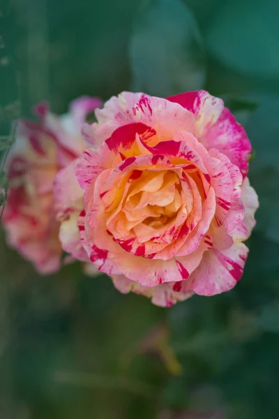 Camille Pissarro Rozen Groeien Tuin — Stockfoto