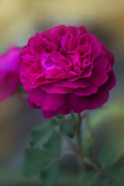 庭のスタッフのバラ 英語のローズ ファルスタッフ 庭の枝に紫色のバラ — ストック写真