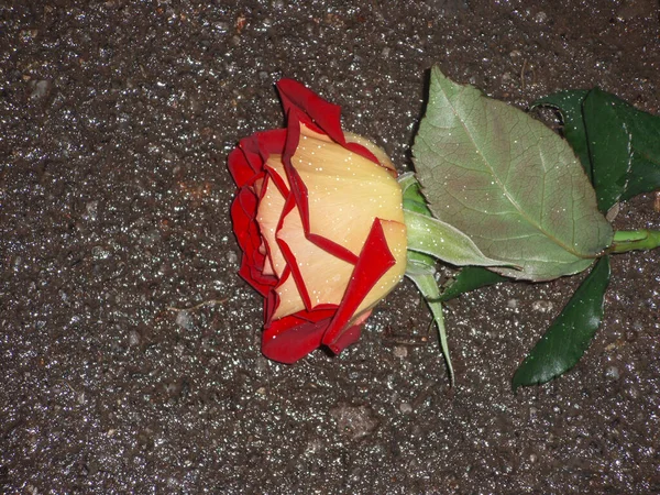 Czerwona Kwitnąca Róża Kwitnąca Czerwona Róża Piękny Kwiat Dwóch Tonów — Zdjęcie stockowe