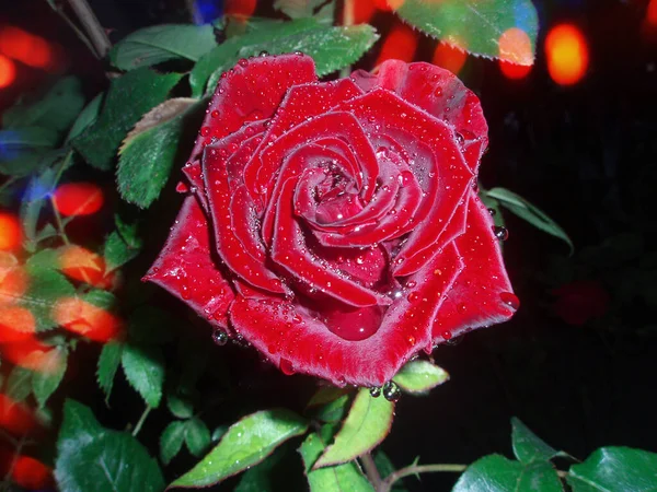 Κόκκινο Τριαντάφυλλο Φόντο Λουλουδιών Νύχτα Κόκκινο Τριαντάφυλλο Ανθίζει Στο Νυχτερινό — Φωτογραφία Αρχείου