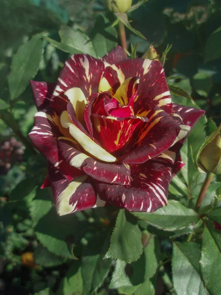 Colorido Arbusto Rosas Rayadas Jardín Hermosa Rosa Rayas Rojas Blancas —  Fotos de Stock