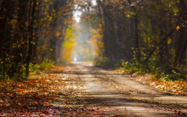 Günbatımında sonbahar ormanı. Sonbahar manzaralı yolu. Ağaçların arasından gün ışığı