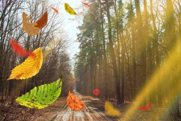 Jesienne Tło Opadającymi Liśćmi Kolorowych Drzew Ramka Opadłych Jesiennych Liści — Zdjęcie stockowe