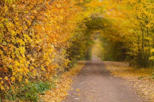 Осенний Туннель Через Лесную Местность Удивительный Осенний Туннель Через Цветущий — стоковое фото