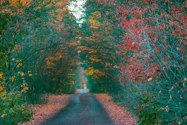 Extraño Bosque Brumoso Otoño Naturaleza Paisaje Brumoso Camino Que Pasa — Foto de Stock