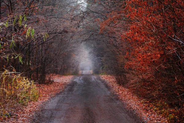 田舎道と秋の森 秋の自然の本当の不思議 紅葉の秋を通して未舗装の道路 森林地帯を通る秋のトンネル — ストック写真