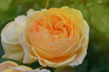 Taze yeşil yapraklı turuncu güzel güller. Bahçede yetişen portakal gülü