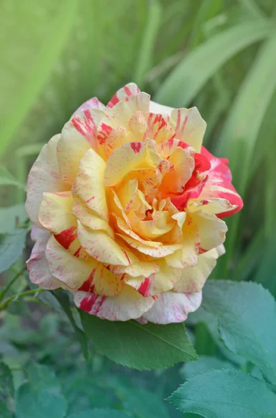 Claude Monet roses. Striped yellow and red roses known as Claud Monet roses