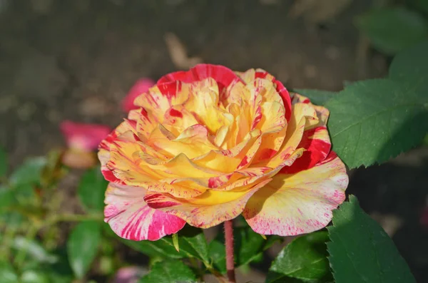 黄色と赤の縞が成長した 赤い縞のあるバイカラーの黄色のバラの花 — ストック写真