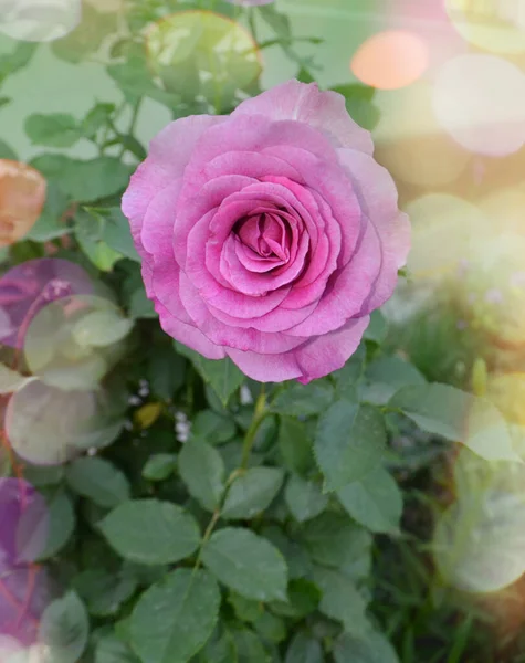 Schöne Lila Getönte Rose Lila Lavendelrosen Garten — Stockfoto