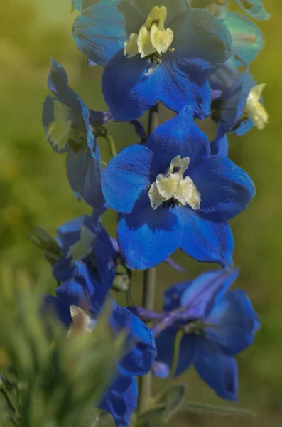 Delphinium Çiçekleri Açıyor Dolphinium Mavi Çiçeği Bir Yaz Bahçesinde — Stok fotoğraf