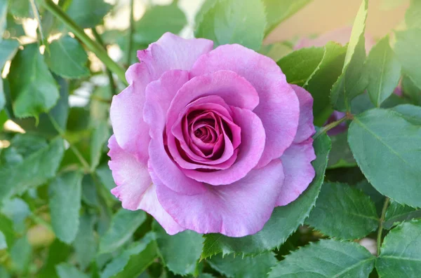 Rosas Lavanda Roxa Flores Jardim Ametista Rosa Florescendo — Fotografia de Stock