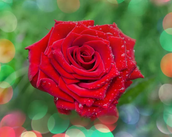Czerwona Róża Tło Kwiat Czerwone Róże Krzaku Ogrodzie Czerwony Kwiat — Zdjęcie stockowe