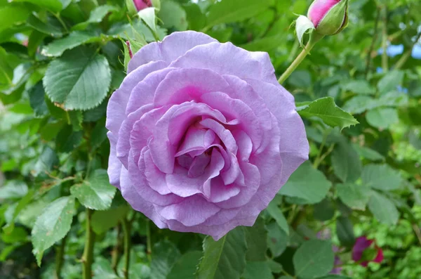 Rosas Lavanda Púrpura Flores Jardín Lady Perfume Rosa Floreciendo — Foto de Stock