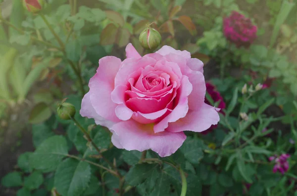 English rose in garden. English pink rose in the summer garden.