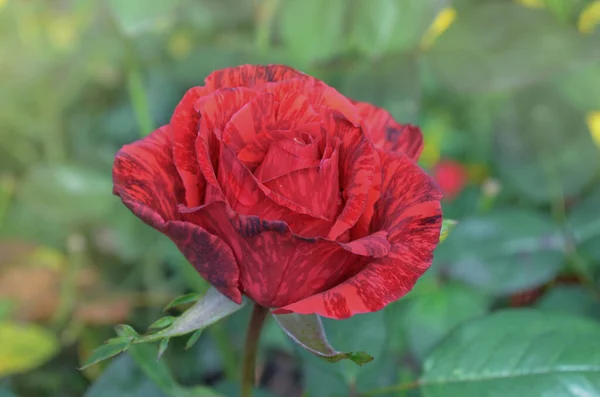 Bunte Sträucher Mit Gestreiften Rosen Garten Rote Rosen Mit Weißen — Stockfoto