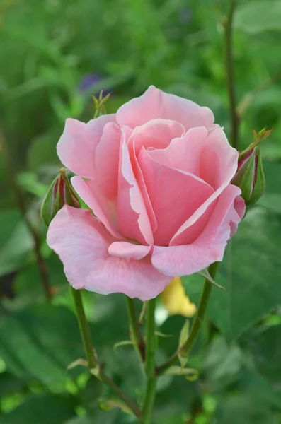 Rosen Garten Große Frottee Blumen Rosa Stieg Auf Dem Feld — Stockfoto