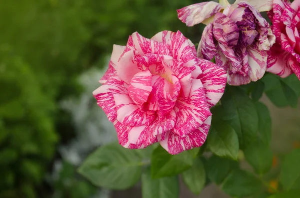 Beautiful pink and white striped rose Pink Intuition. Colorful bush of striped roses in the garden.