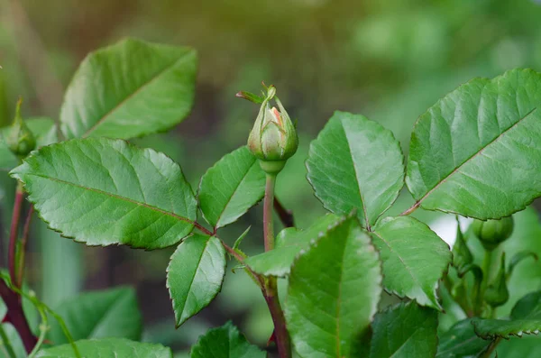 Green plants without roses. Field with green plants. Natural  green roses bud in the garden.