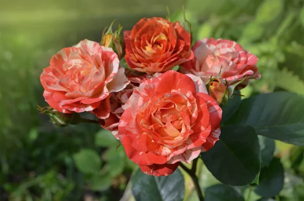 Hermosa Rosa Única Dos Colores Flor Rosa Anaranjada Rayas —  Fotos de Stock