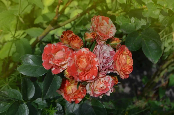 Bicolor  yellow red roses with stripes. Multi colored pink yellow red roses with white stripes. Two tone roses flower in the garden.