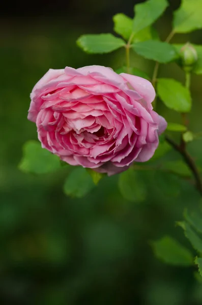 Rosado Rosal Jardín Inglés Fondo Rosa Rosado Rosa Inglesa Jardín —  Fotos de Stock