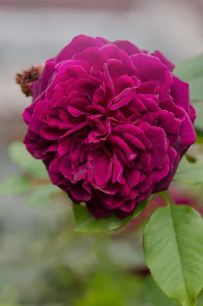 Lila Stieg Auf Den Zweig Garten Nahaufnahme Der Gartenrose Munstead — Stockfoto