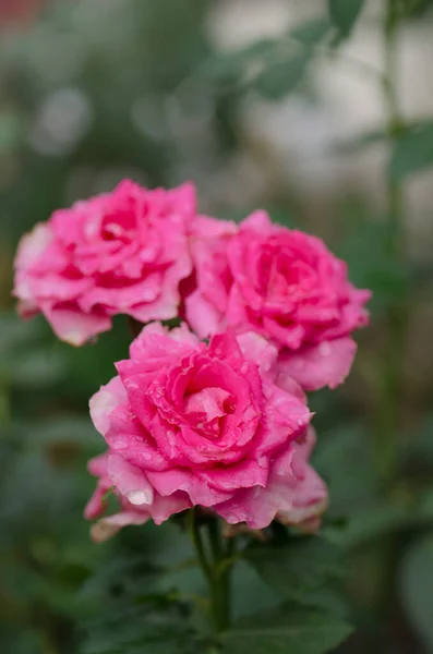 Pink rose in the field. Flowers plant growing in garden. Bush of pink roses. Pink flowers in garden.