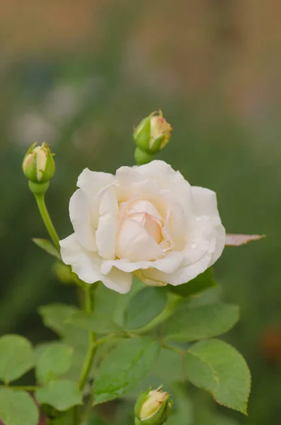 Hermosa Rosa Blanca Grandes Rosas Blancas Jardín — Foto de Stock