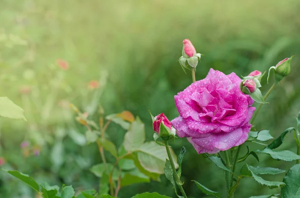 Beautiful Blue River rose. Purple lavender roses in the garden