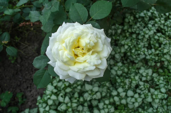 Piękna Biała Róża Wielkie Białe Róże Ogrodzie Biała Róża Elina — Zdjęcie stockowe