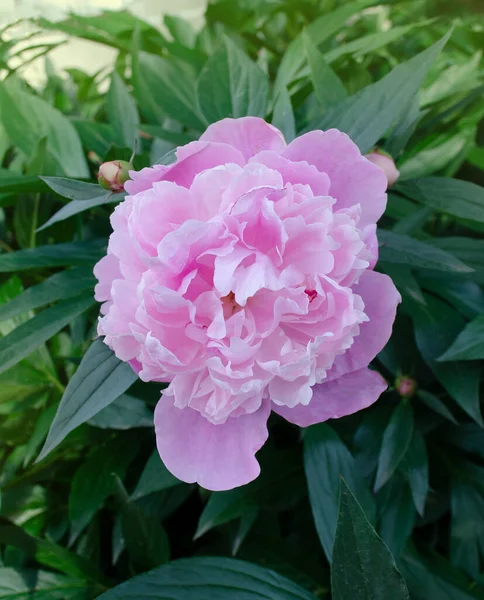 Pink peonies flowers. Bunch of pink peonies. Pink blooming peony.