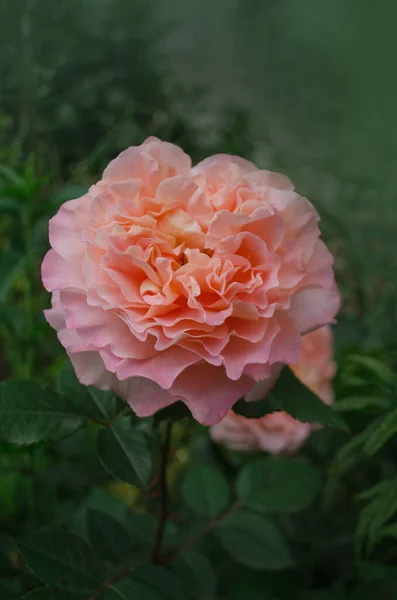 Linda Rosa Laranja Pétalas Flores Com Bordas Onduladas — Fotografia de Stock