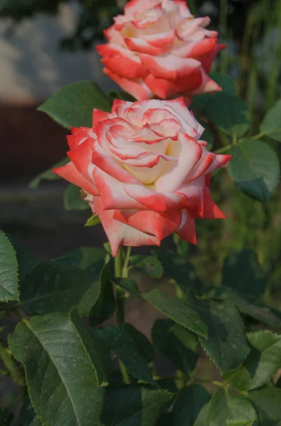 Rosas Blancas Rojas Florecen Jardín Rosa Blanca Roja Jardín Rose — Foto de Stock