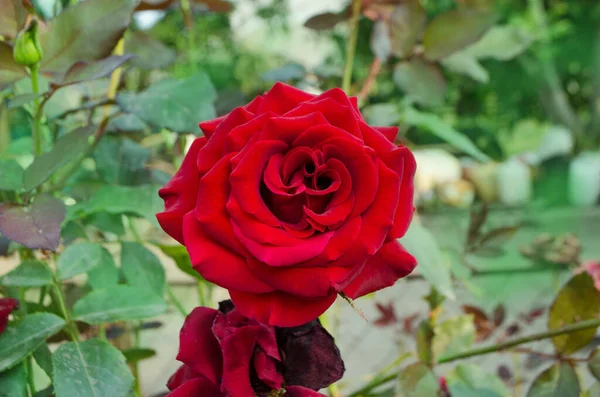 Rote Rose Blume Hintergrund Rote Rosen Einem Strauch Einem Garten — Stockfoto