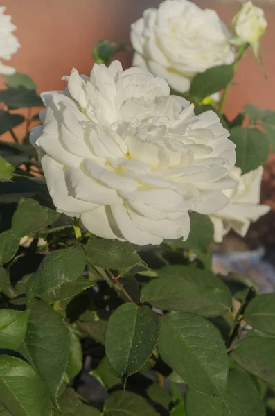 Flores Rosas Blancas Jardín Verano Flores Rosa Blanca Rosa Blanca — Foto de Stock