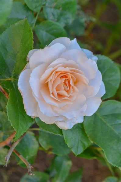 Rosas Blancas Jardín Verano Brotes Rosas Blancas Floreciendo Arbusto — Foto de Stock