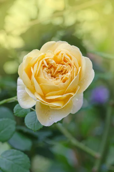 Gelbe Rosen Garten Gelbe Englische Rose Gelbe Rose Blüht Aus — Stockfoto