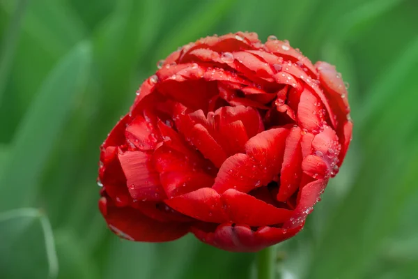 Peonyflowering Hermoso Tulipán Primer Plano Flor Tulipán Primavera Roja — Foto de Stock