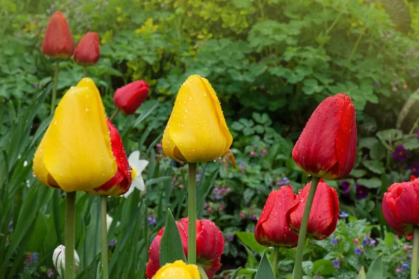 Landscape Tulip Field Tulip Field Spring Mix Color Tulip Flower — Stock Photo, Image