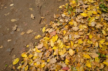 Güneşli sonbahar arka planı. Renkli güzel sonbahar yaprakları dokusu. 