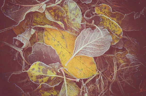 日当たりの良い森の中でカラフルな葉 紅葉が美しい秋の自然風合い — ストック写真