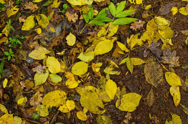 Herfst Gebladerte Zonnige Herfst Achtergrond Kleurrijke Mooie Herfst Bladeren Textuur — Stockfoto